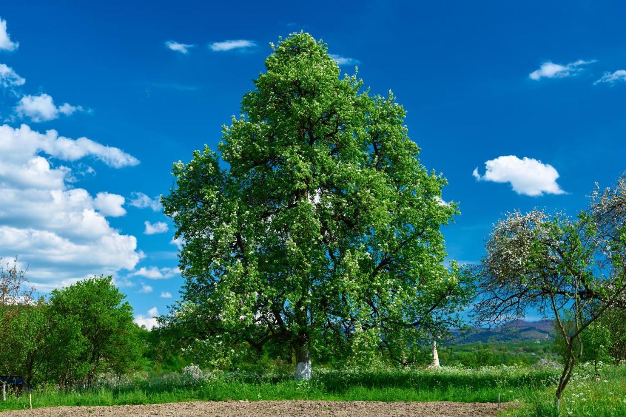 Pensiunea Agroturistica Casa Pribegilor Breb Buitenkant foto