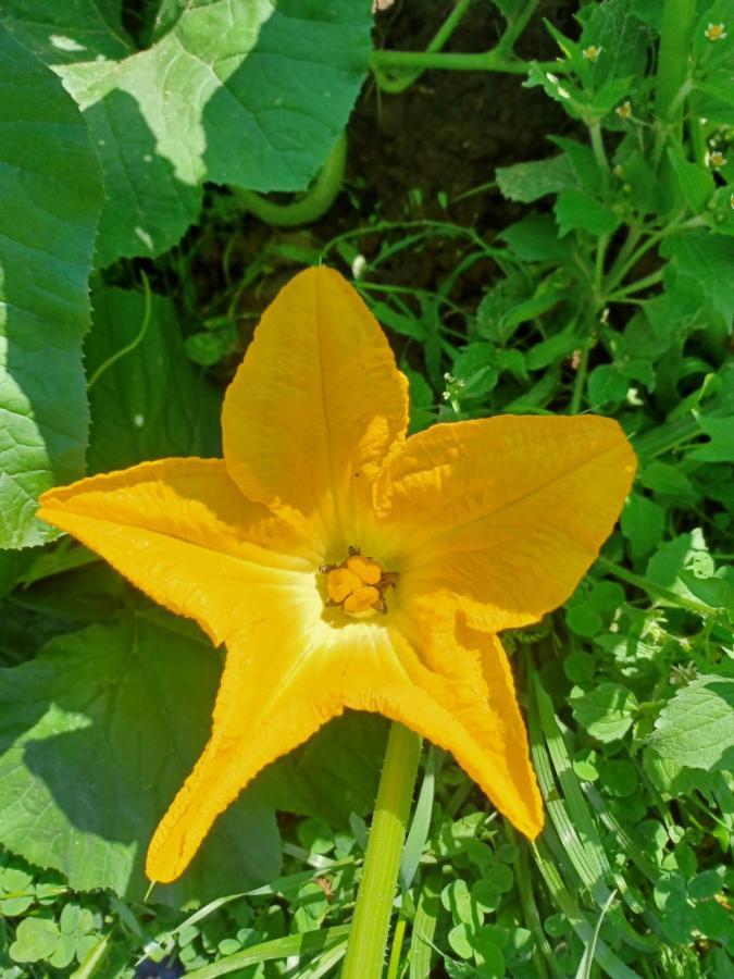 Pensiunea Agroturistica Casa Pribegilor Breb Buitenkant foto